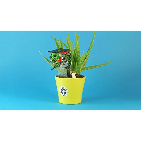 Diy Thirsty Plant Kit